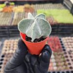 Astrophytum myriostigma quadricostatum