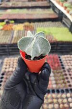 Astrophytum myriostigma quadricostatum