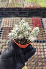 Opuntia Ssp.Kaktüs - Görsel 2