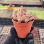 Orbea variegata f. Minima Leş Kaktüs