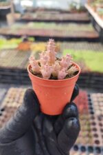 Orbea variegata f. Minima Leş Kaktüs