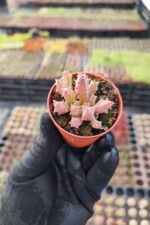 Orbea variegata f. Minima Leş Kaktüs - Görsel 2