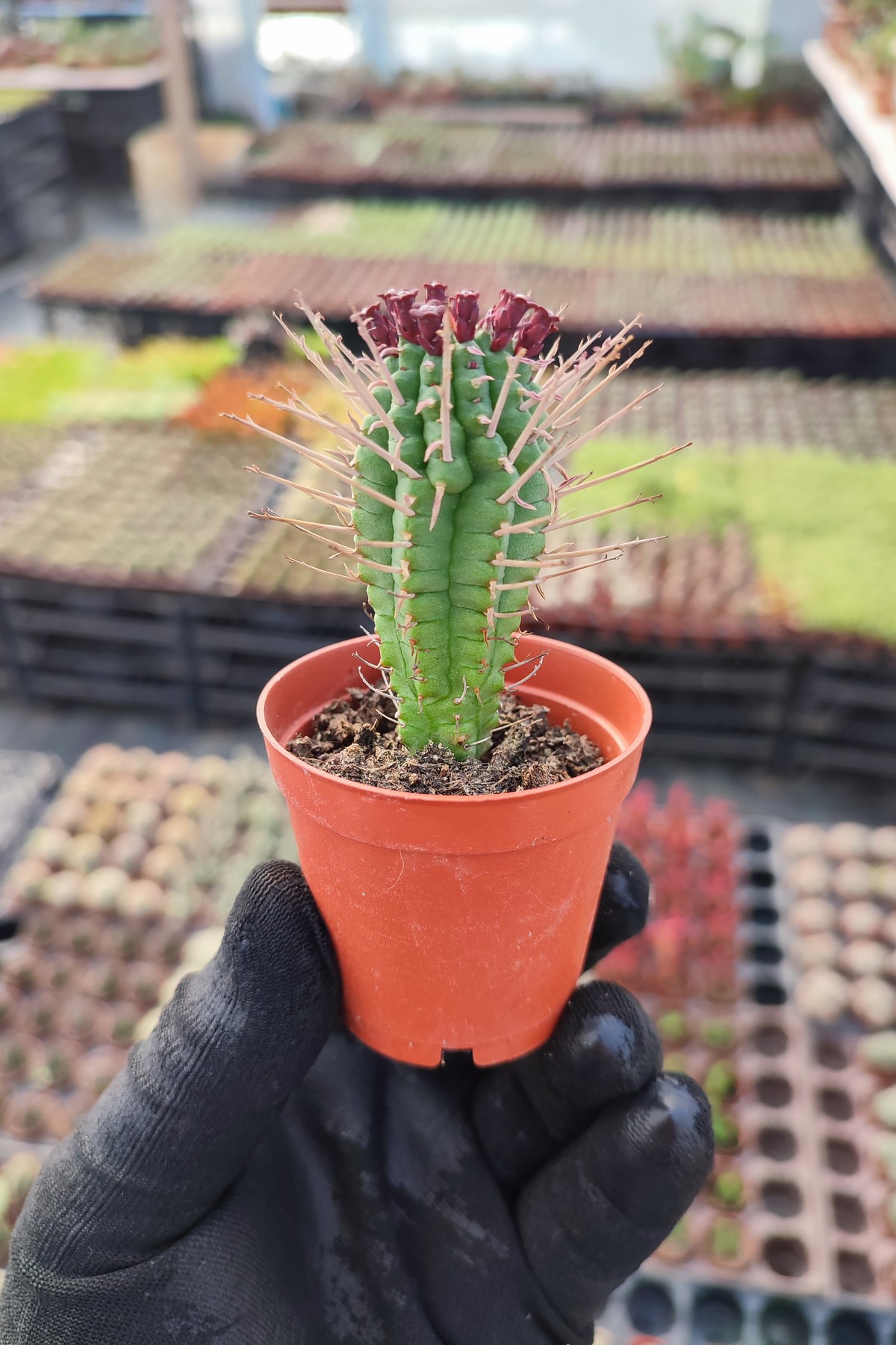 IMG_20251227_124454 Euphorbia Enopla - Görsel 1