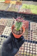 Euphorbia Enopla - Görsel 2