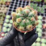 Sulcorebutia ssp. Kaktüs