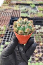 Sulcorebutia ssp. Kaktüs - Görsel 2