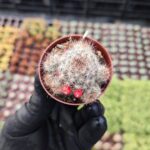 Mammillaria prolifera