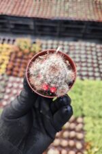 Mammillaria prolifera