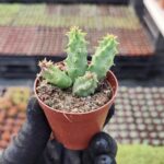 huernia macrocarpa Les Kaktüs