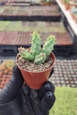 huernia macrocarpa Les Kaktüs