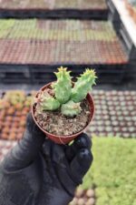 huernia macrocarpa Les Kaktüs - Görsel 2