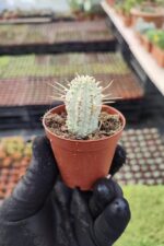 Euphorbia mammillaris variegata