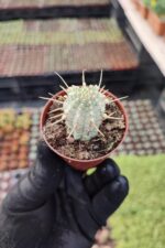 Euphorbia mammillaris variegata - Görsel 2