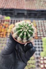 Echinopsis oxygona