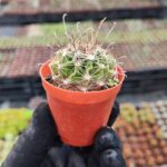 Ferocactus Ssp.