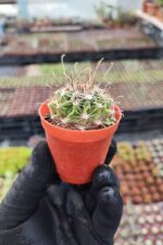 Ferocactus Ssp.