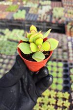 Crassula arborescens undulatifolia
