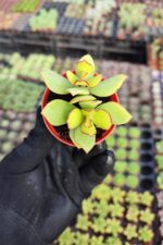 Crassula arborescens undulatifolia - Görsel 3