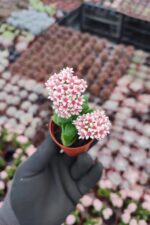 Crassula Springtime Sukulent - Görsel 2