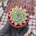 Graptoveria silverstar