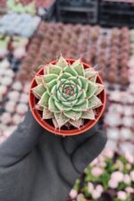 Graptoveria silverstar