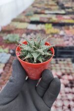 Haworthia Aristata - Görsel 2