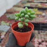 Sedum hernandezii