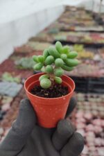 Sedum hernandezii