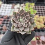 Echeveria Mensa