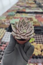 Echeveria Mensa - Görsel 2