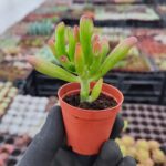 Crassula Gollum - Shrek kulağı Sukulent