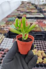 Crassula Gollum - Shrek kulağı Sukulent