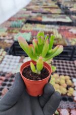 Crassula Gollum - Shrek kulağı Sukulent - Görsel 2