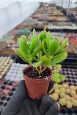 Cotyledon Eliseae