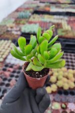 Cotyledon Eliseae - Görsel 2