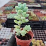 Sedum treleasei