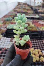 Sedum treleasei