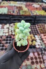 Sedum treleasei - Görsel 2