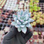 Echeveria Powderpuff Sukulent