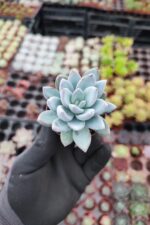 Echeveria Powderpuff Sukulent