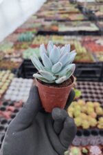 Echeveria Powderpuff Sukulent - Görsel 2