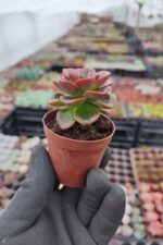 Echeveria Melaco - Görsel 2