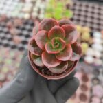 Echeveria Melaco