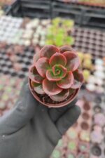 Echeveria Melaco