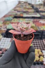 Graptoveria Albert Baynes Sukulent - Görsel 2