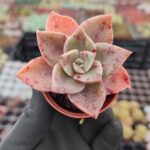 Graptoveria Albert Baynes Sukulent