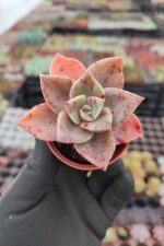 Graptoveria Albert Baynes Sukulent