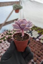 Echeveria Perle von Nürnberg Sukulent - Görsel 2