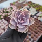Echeveria Perle von Nürnberg Sukulent