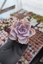 Echeveria Perle von Nürnberg Sukulent